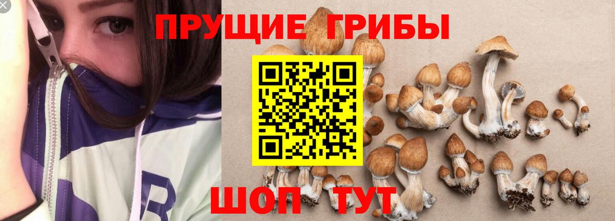 Калининград  наркота  Галлюциногенные грибы Psilocybine cubensis  Вход с VPN  Псилоцибиновые грибы Magic Shrooms 